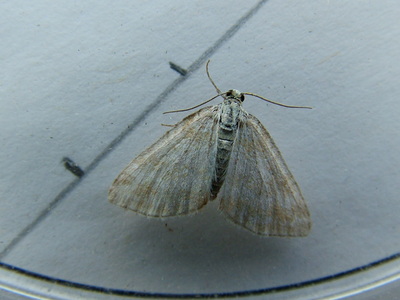 Grass Rivulet
